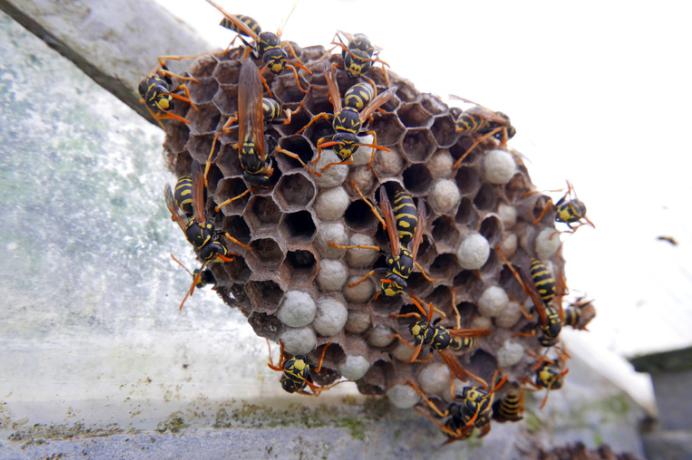 最高の 205021 イカリ消毒 ハチの巣駆除ムース 300ml ハチの巣駆除 スプレー
